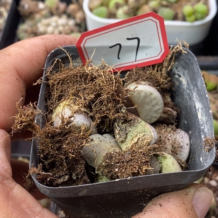 4*5699988988999999999988