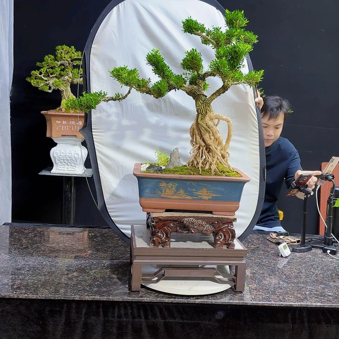 高端黄杨盆景艺术