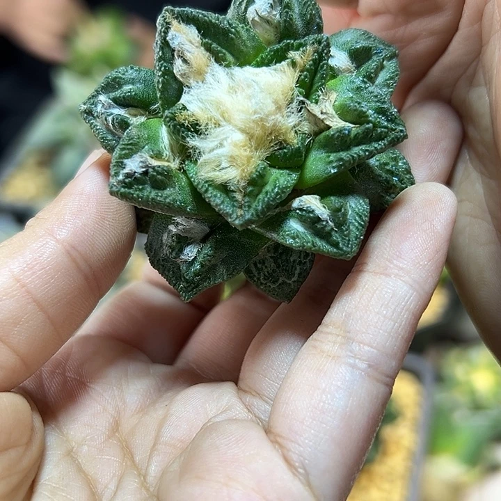 晚41号根芽辛盾5.2公分