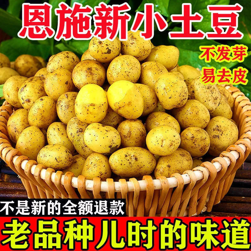 新鲜恩施黄心小土豆富硒马铃薯高山洋芋农家蔬菜