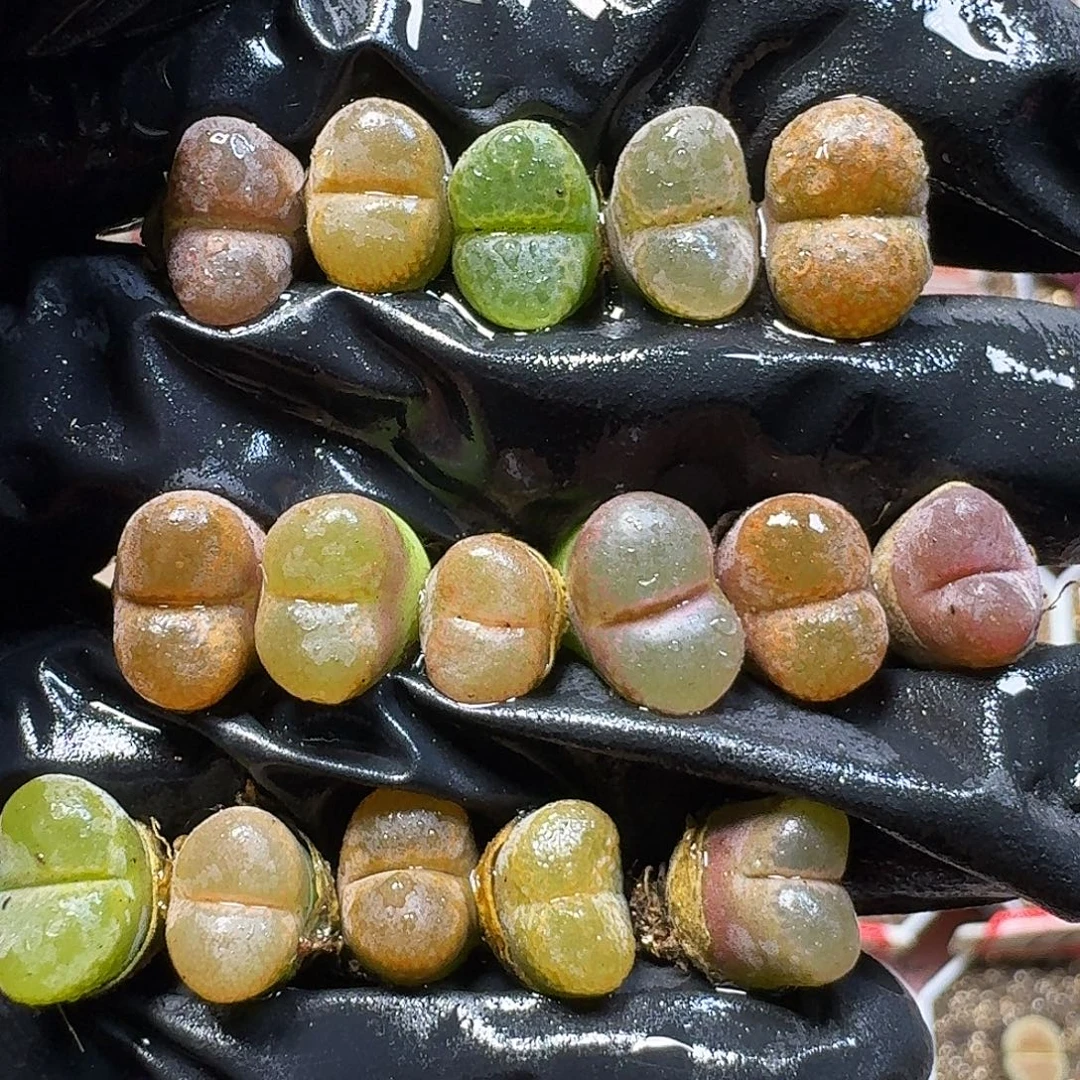 生石花111111。   302