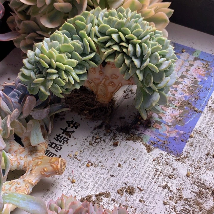 南***麻劳林朵朵无砍自然群