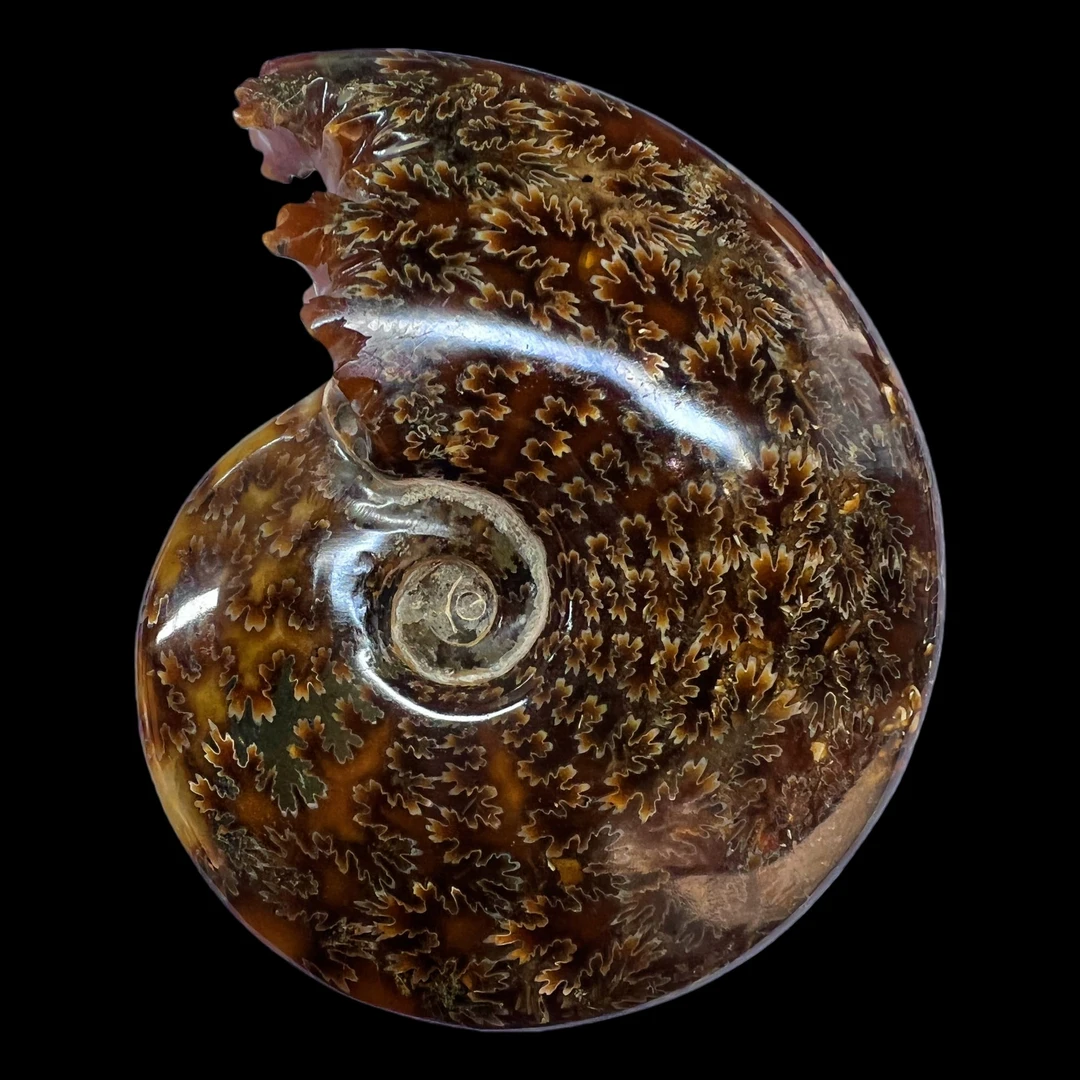 【 叶菊石(摆件)】137.4mm含支架玉化马达加斯加 N-41 创意饰品 E6