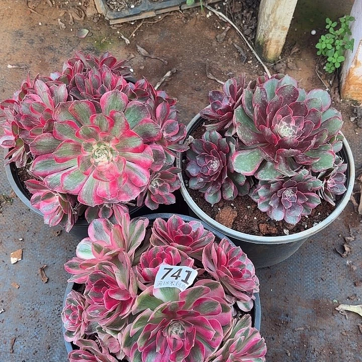 741组合诺米多肉法师锦不包售后