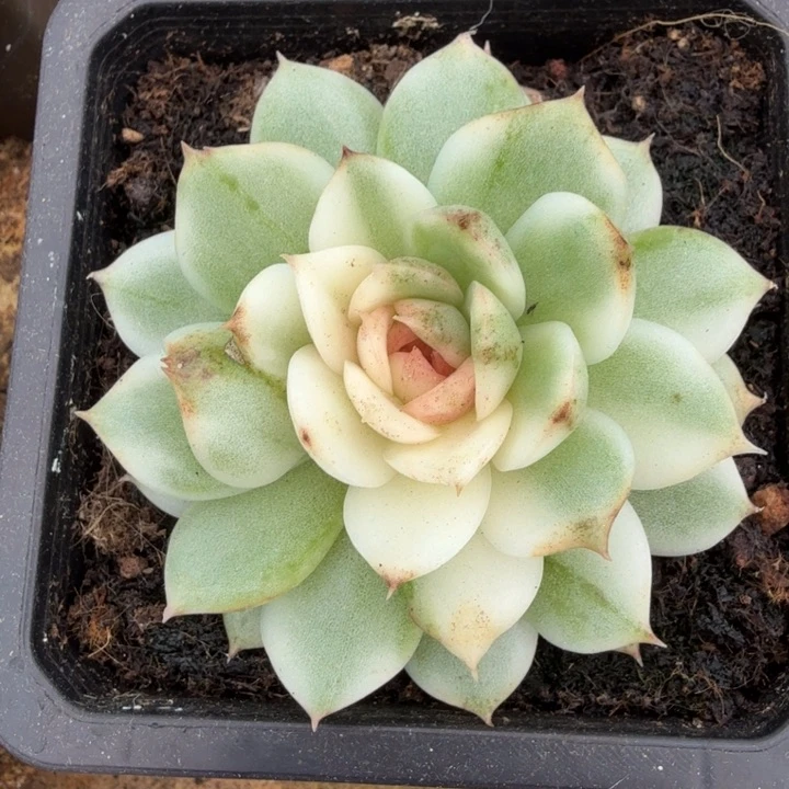 黑水晶锦潜力股的锦