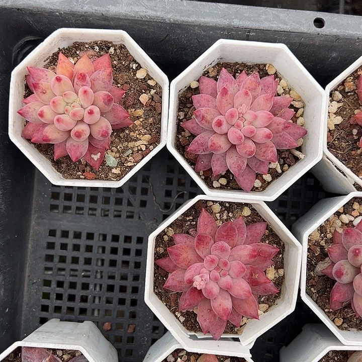 车厘子叶片微瑕疵到手1颗量拍多肉满18元包邮