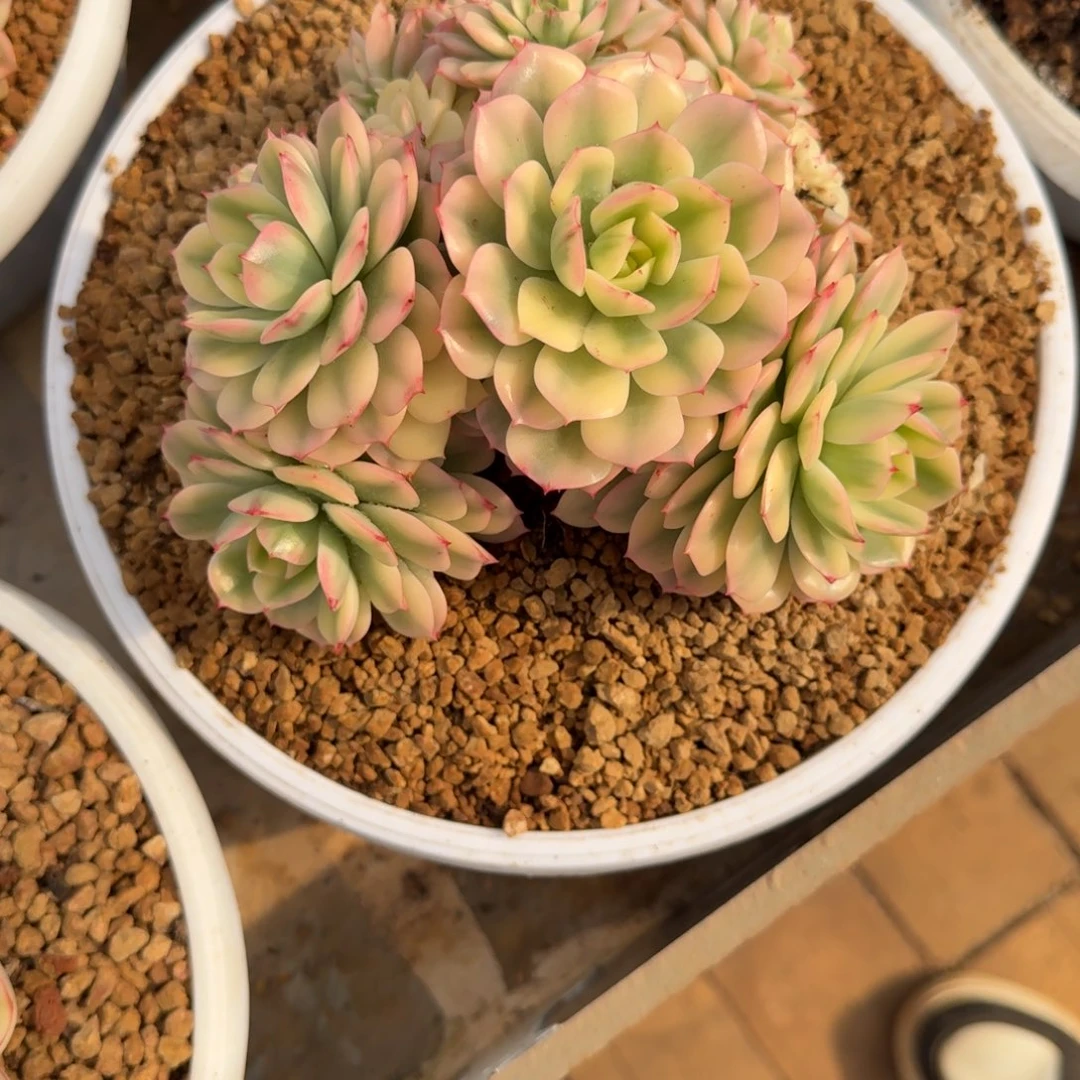 发货时间是多久的事
