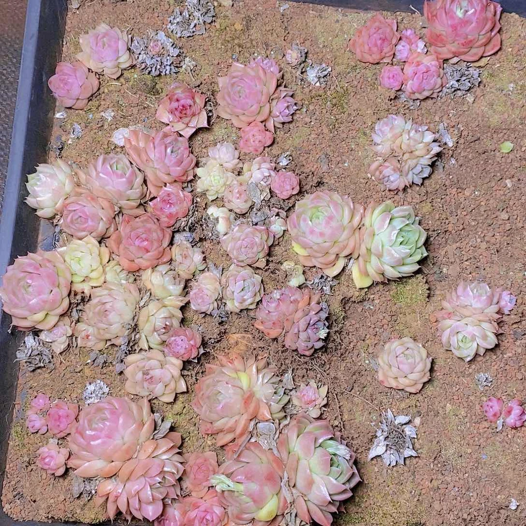 【闪购商品】云02号