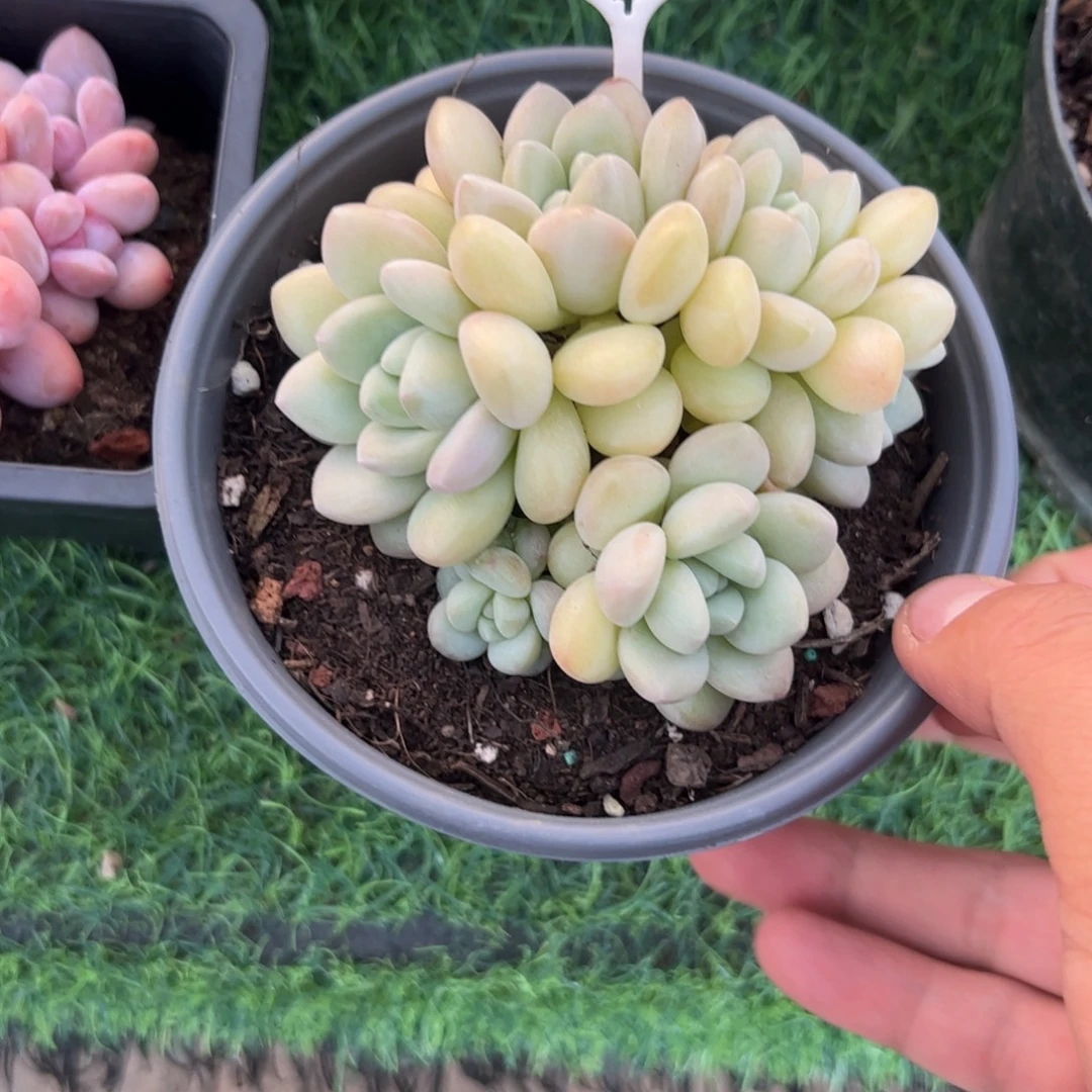 泡泡糖多肉植物保护研究所