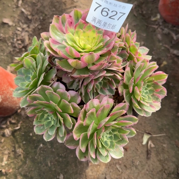7627海王多肉植物