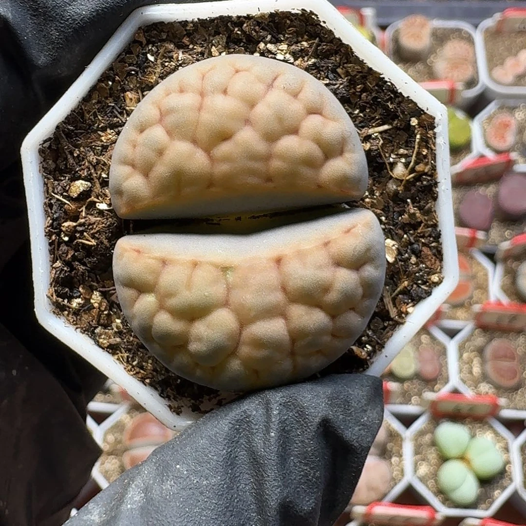 生石花22:：：：。  216