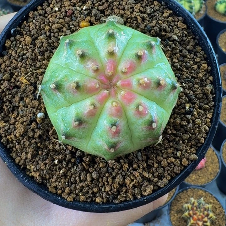 胖嘟嘟粉轮回00000000105