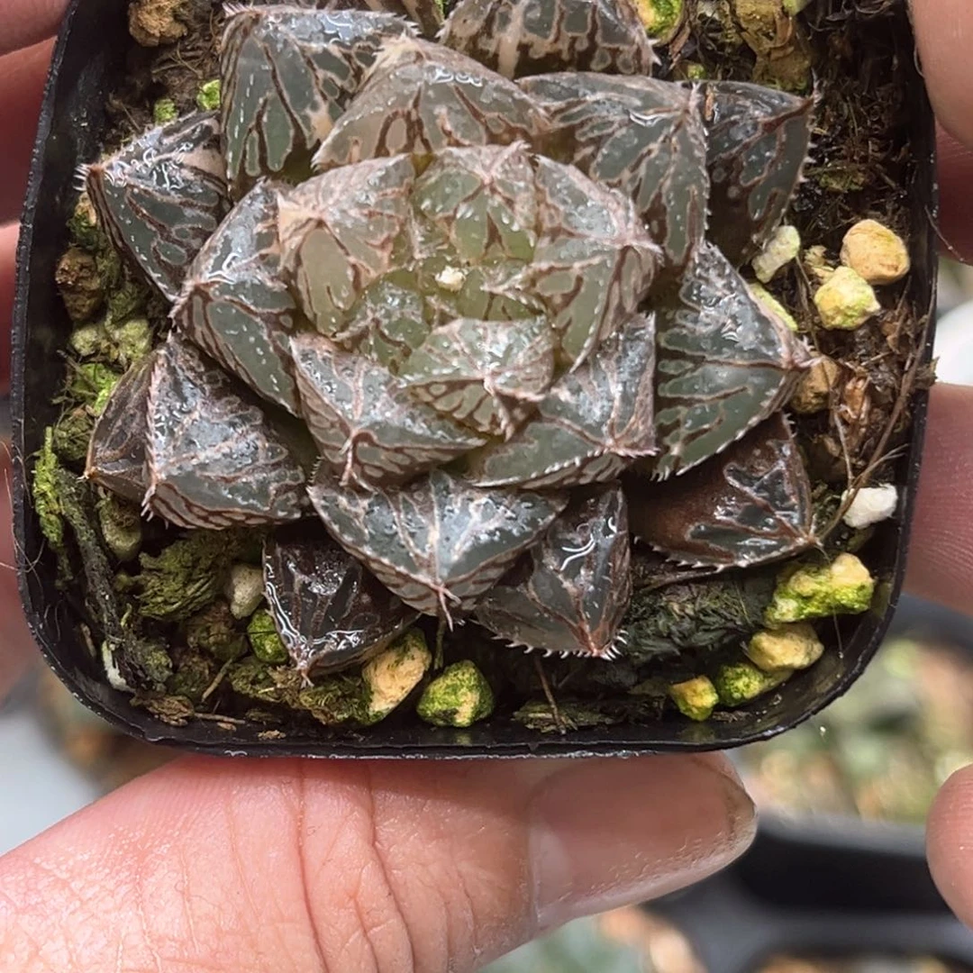 387楼兰锦发发发发发发