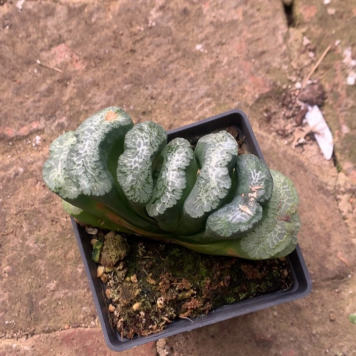 皮*北斋玉扇一物一拍