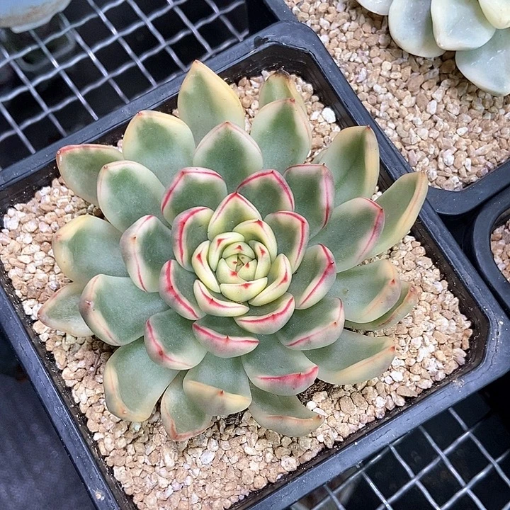 家***湾汉娜锦多肉植物的