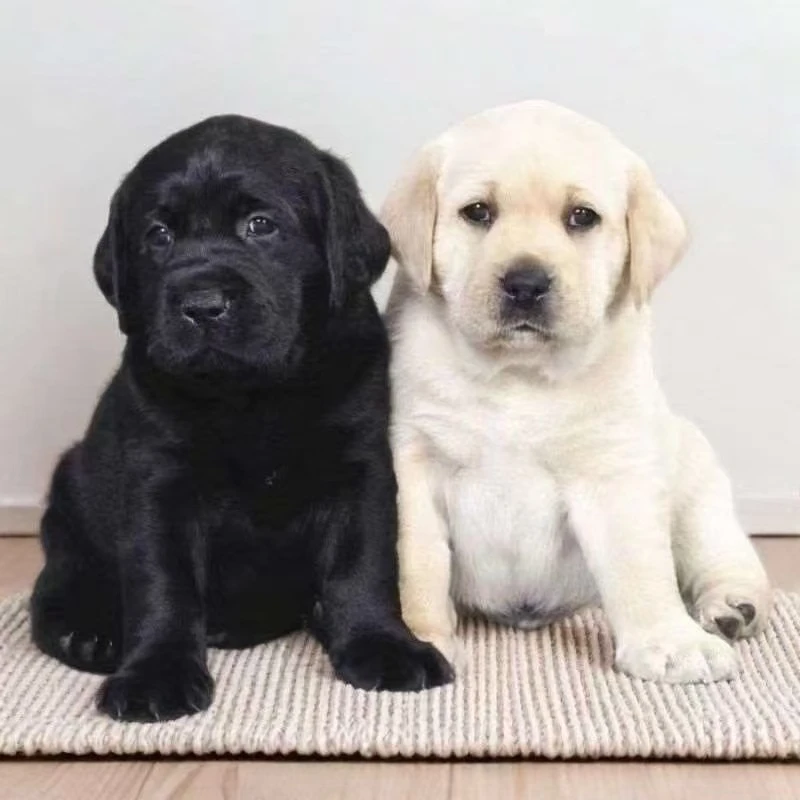 拉布拉多幼犬白色狗狗黑色血统导盲犬活体宠物狗大型犬活物
