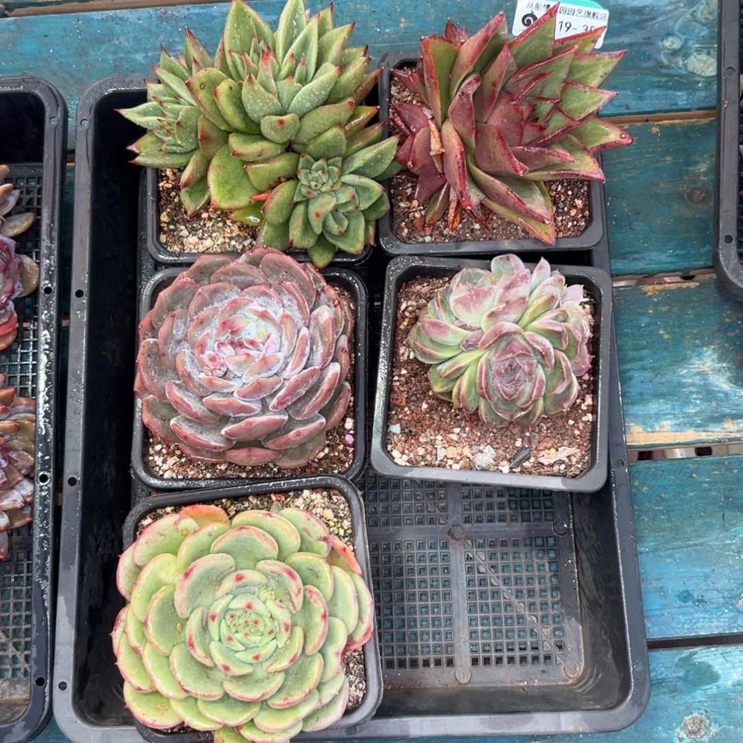 多肉一物一拍0119-352