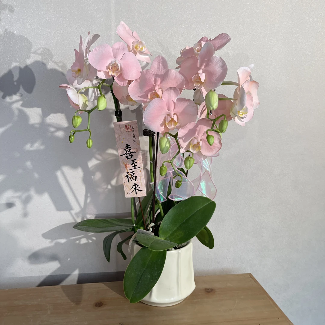 蝴蝶兰《火烈鸟》稀缺艺术喷色工艺 好养耐养带花带花苞 产地直发