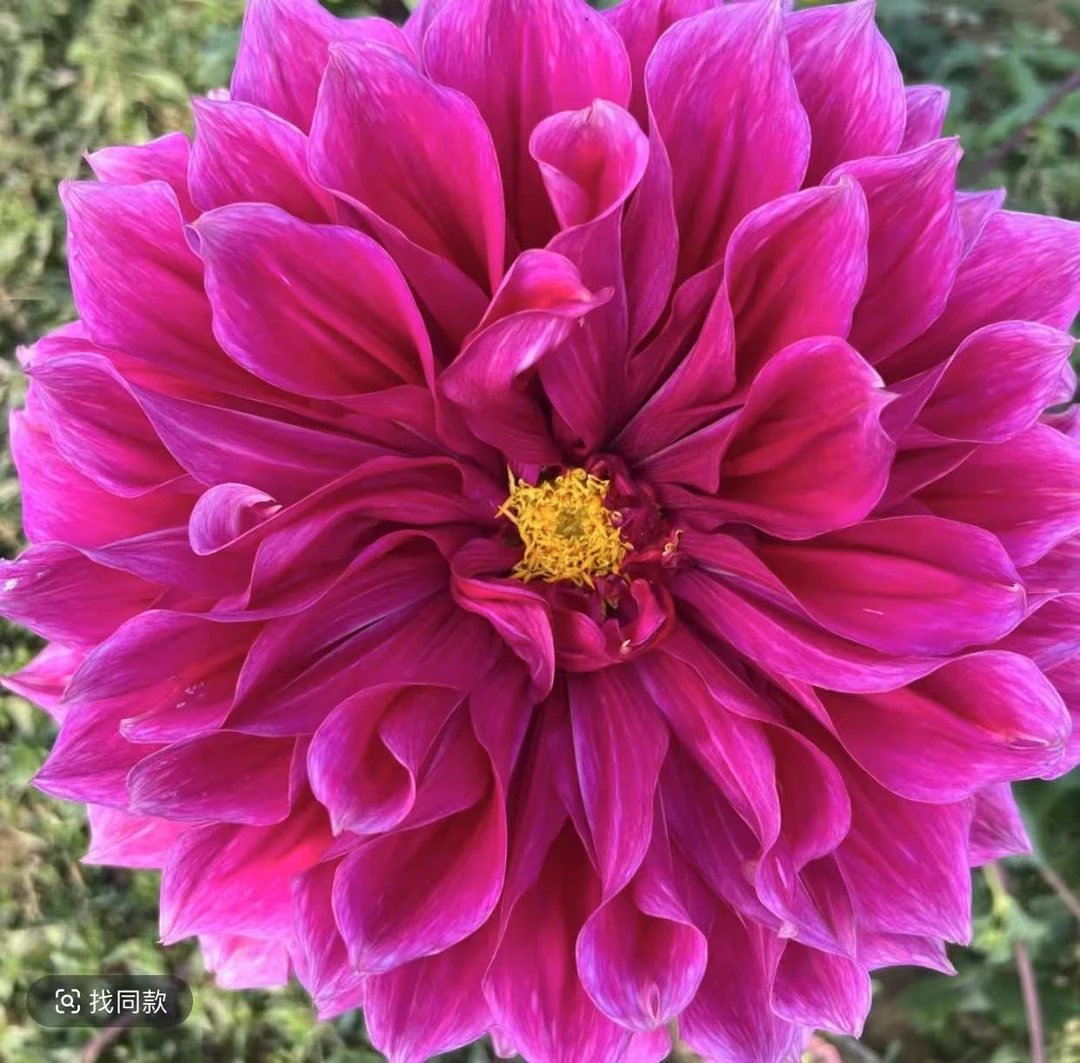 【紫如意】进口大丽花种球整坨发货大花型花卉