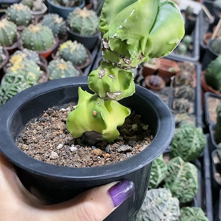 利**因花花草草花花草草