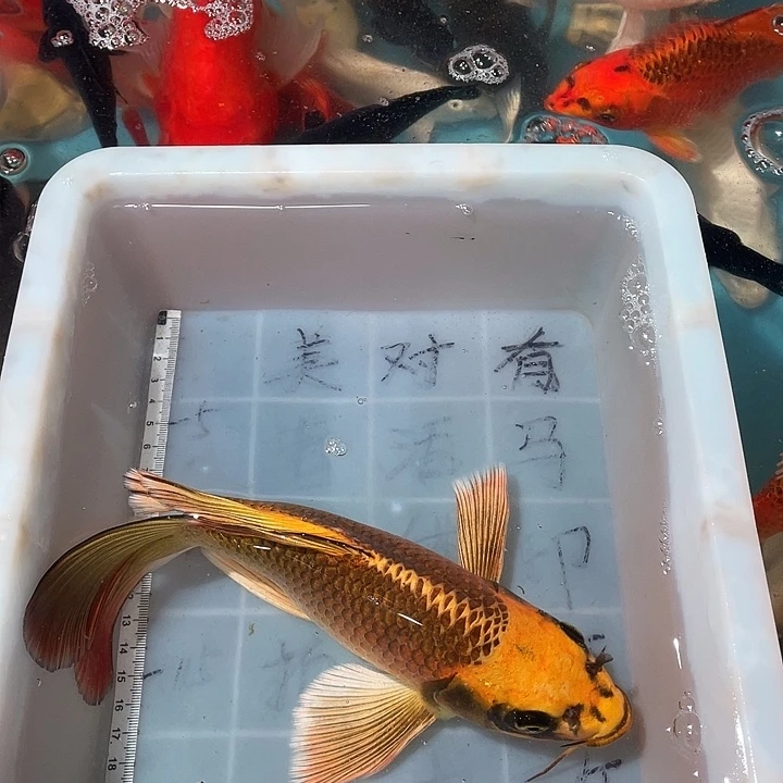 蝴蝶鲤鱼渔场直发69