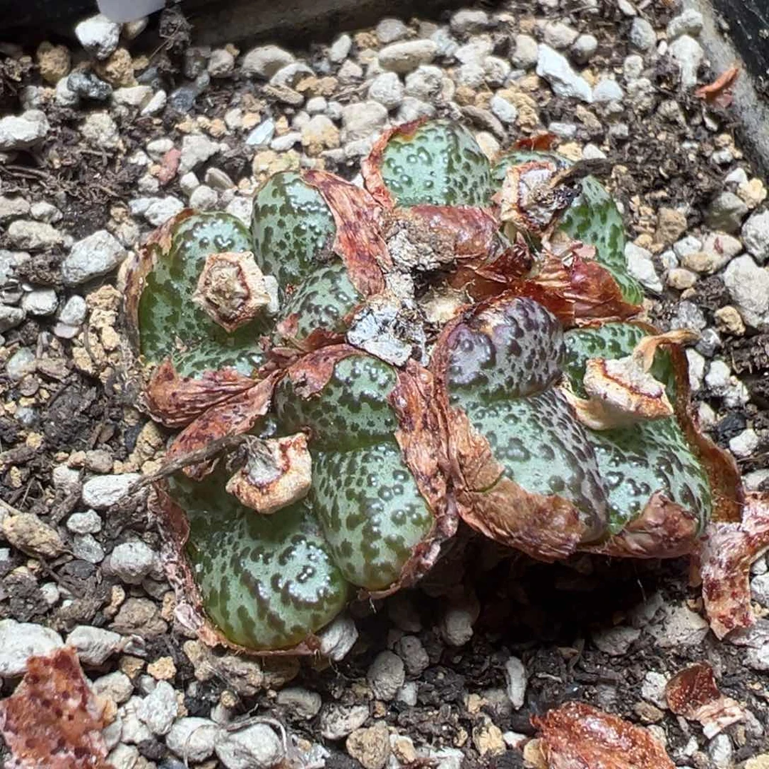 【闪购商品】 721。