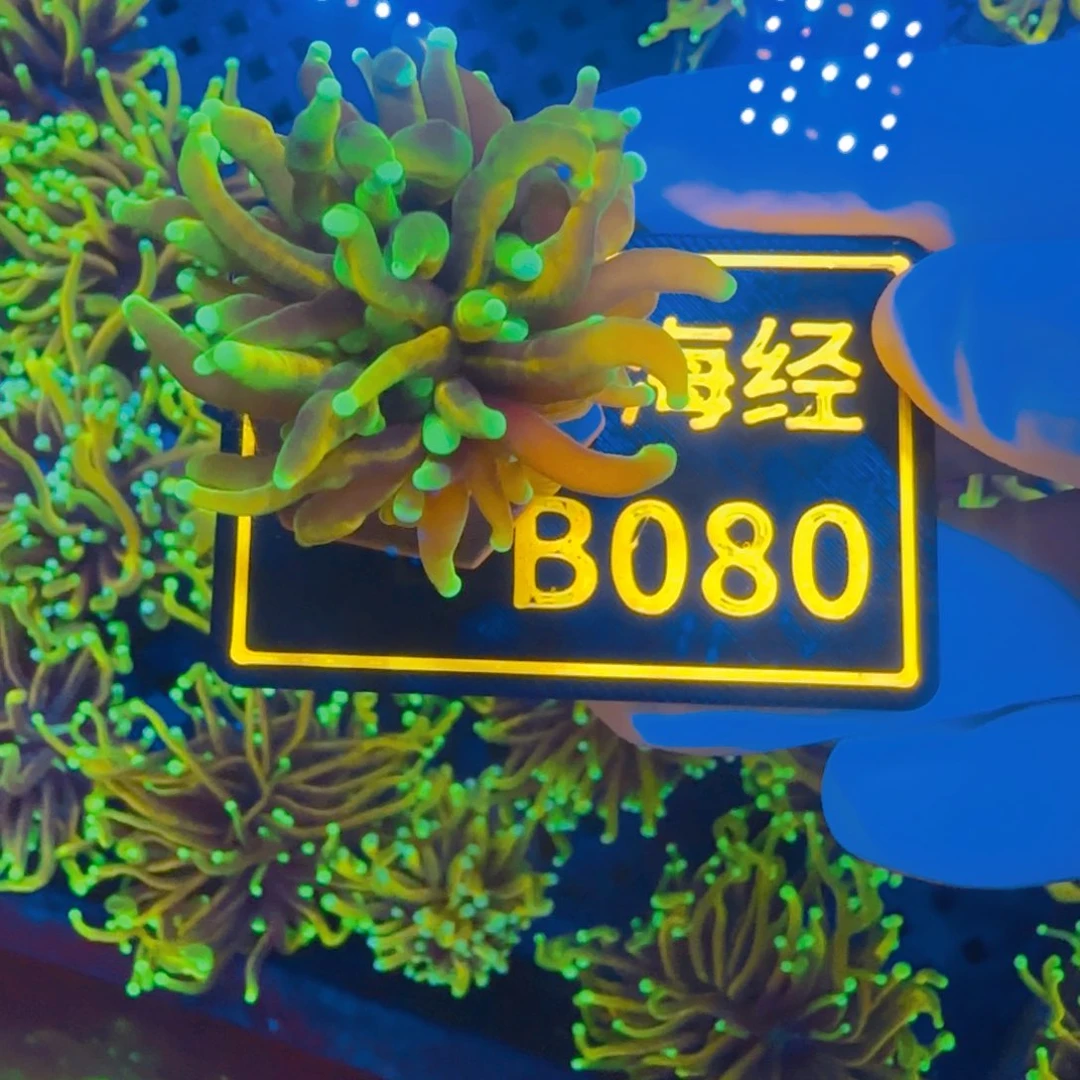 m***韩纽扣珊瑚晓晓不包邮龙魂金B080