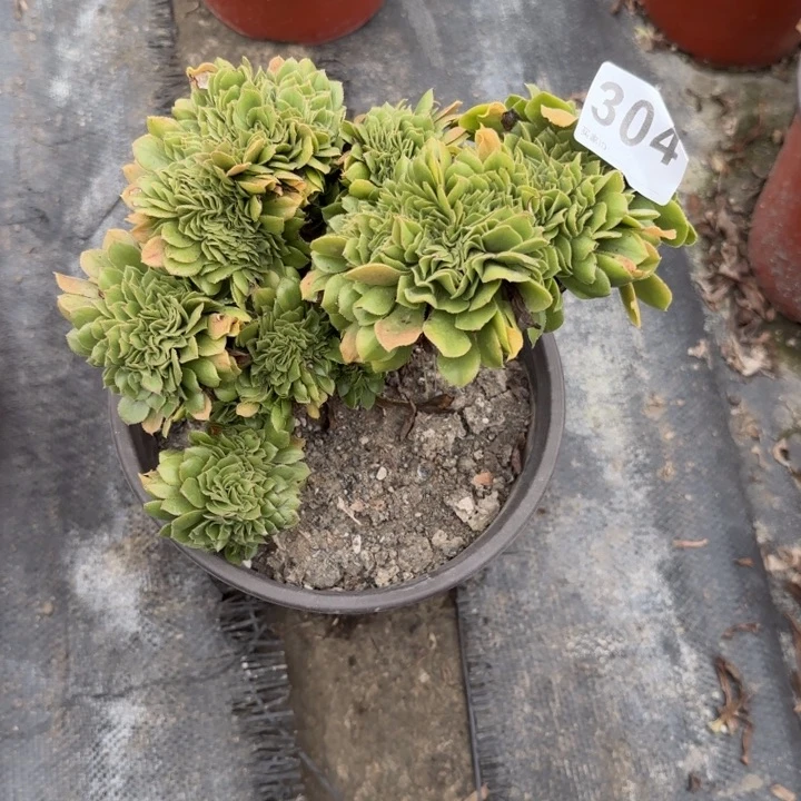 *****多肉植物提取精华304