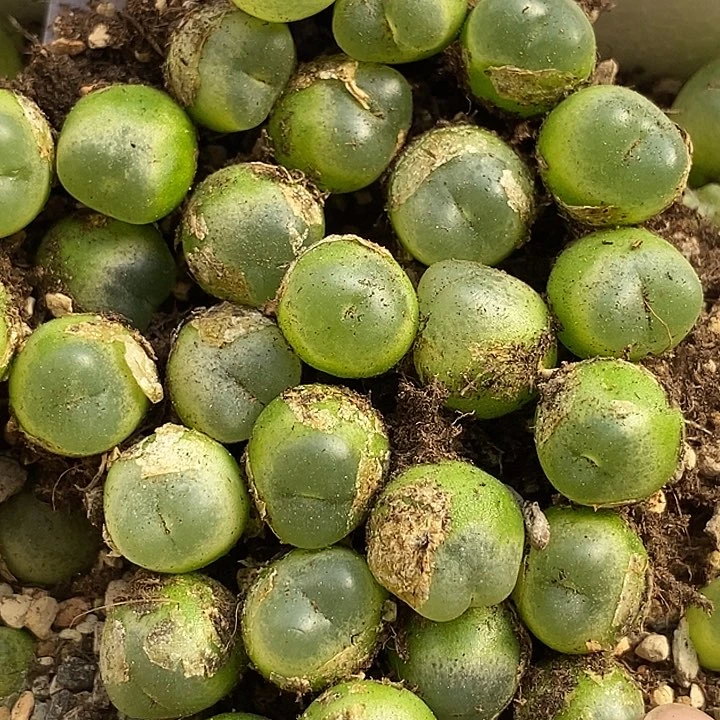 3528拉登样本一颗