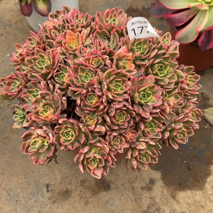 甜茶多肉法师1775