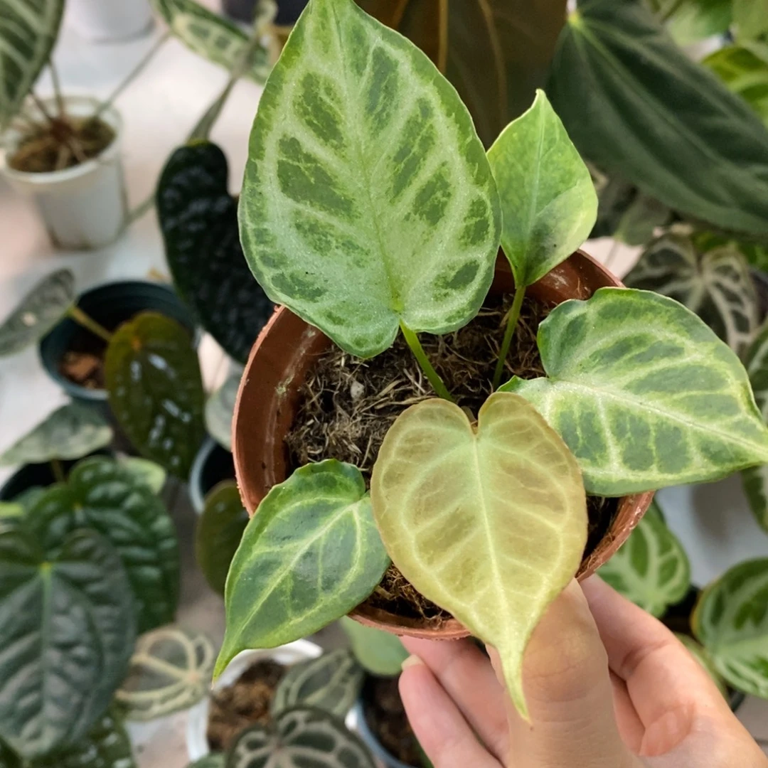 不开花植物面纱纱