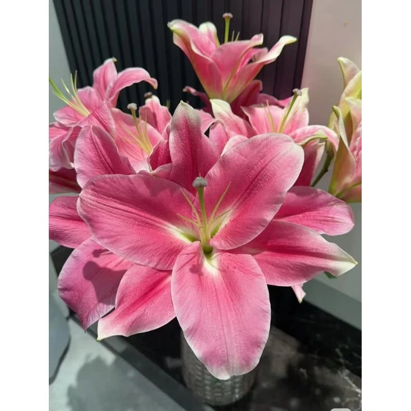 （英英鲜花）护卫舰 红粉色单瓣百合带香味 任意2单发顺丰或德邦