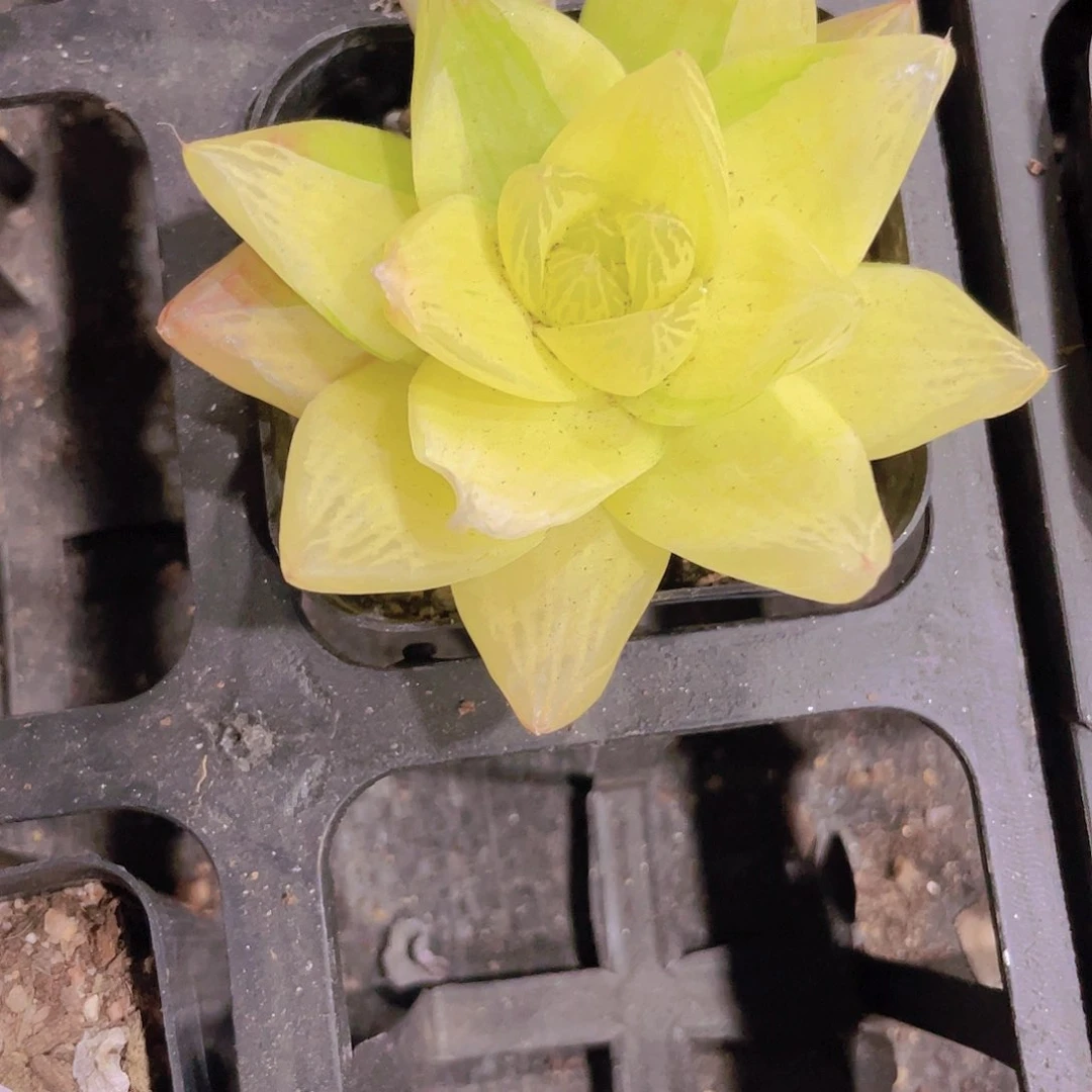 V***a玉露锦w067一物一拍