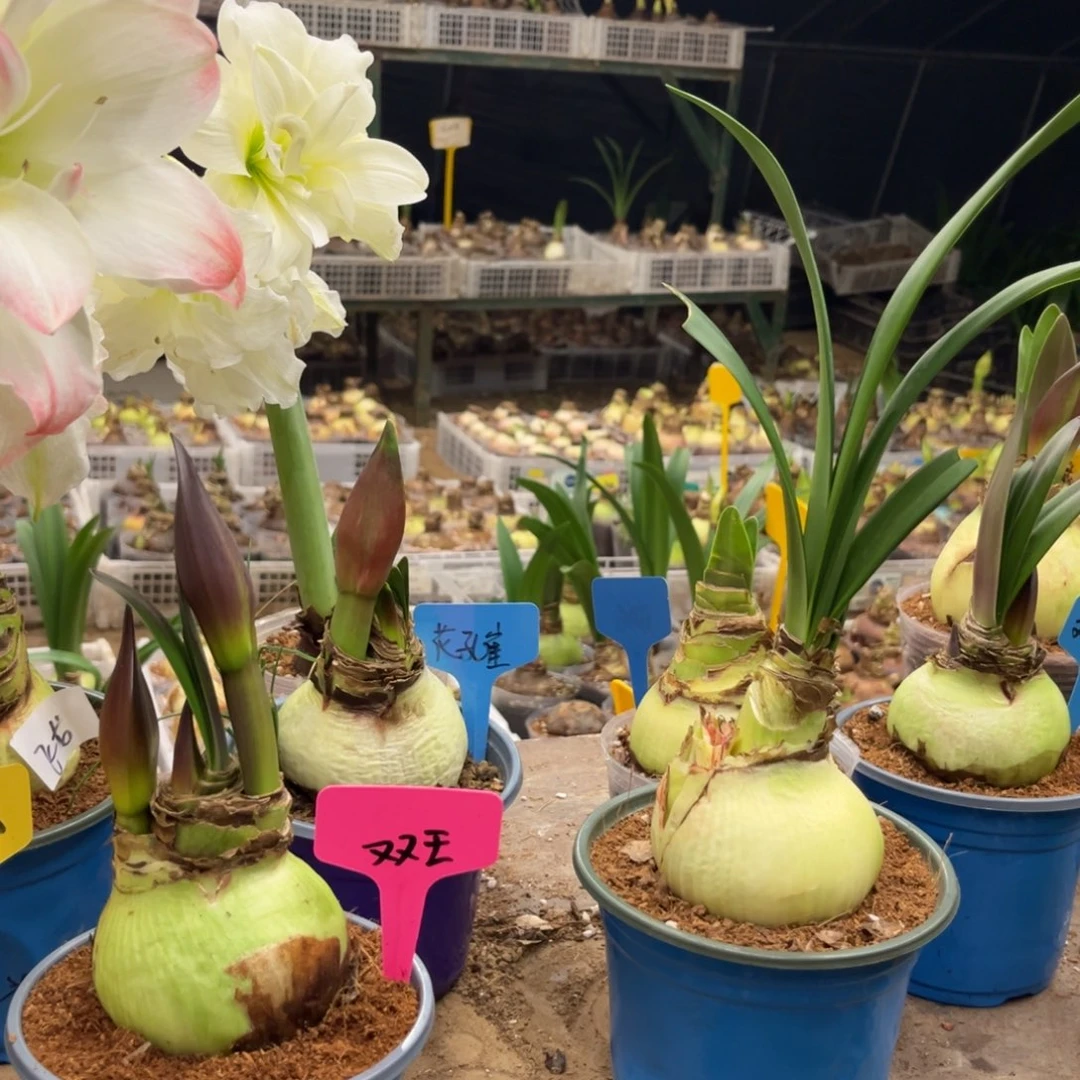 安***7甜美妮弗朱顶红裸球