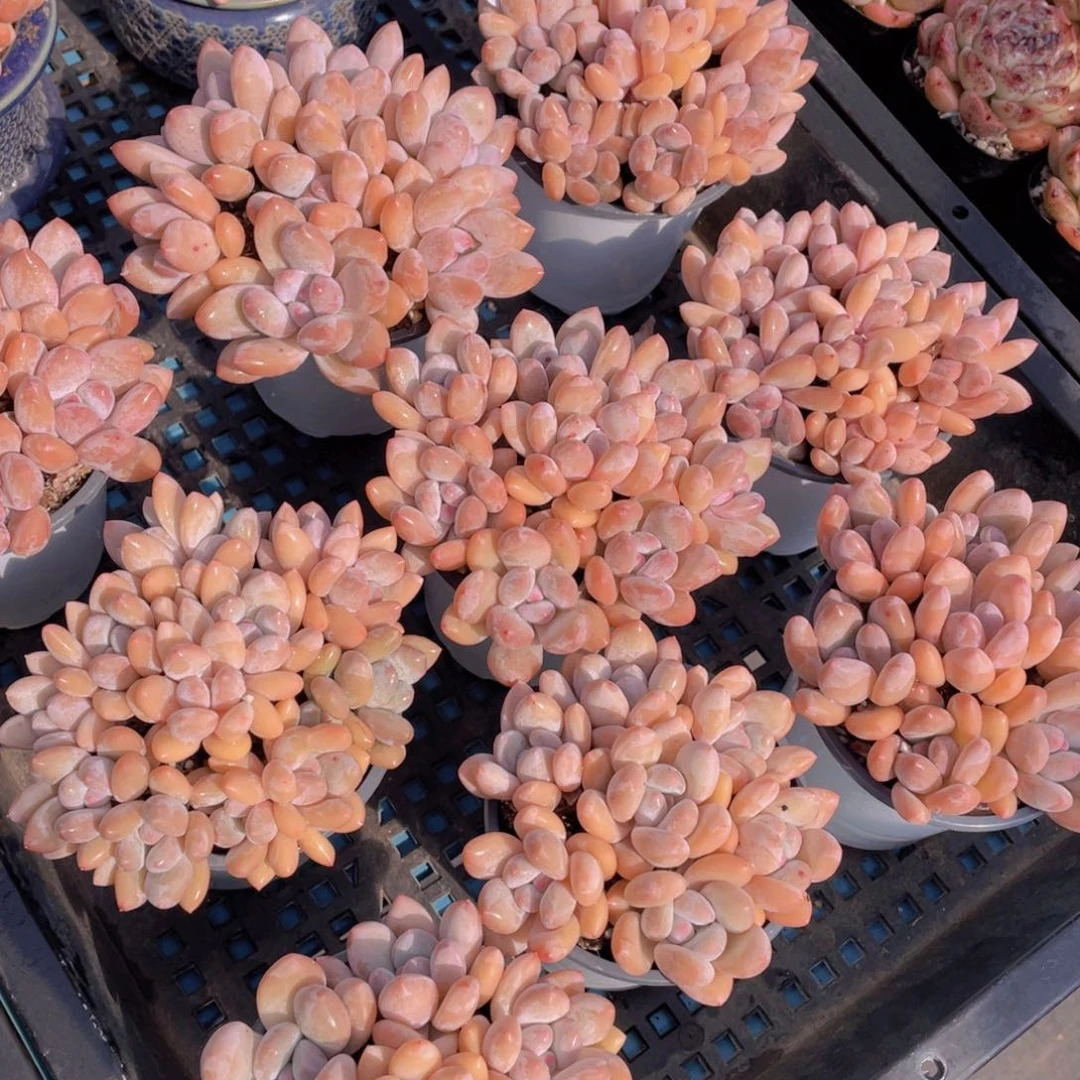 量拍39号奶油粉香水手捧组合满满一盆