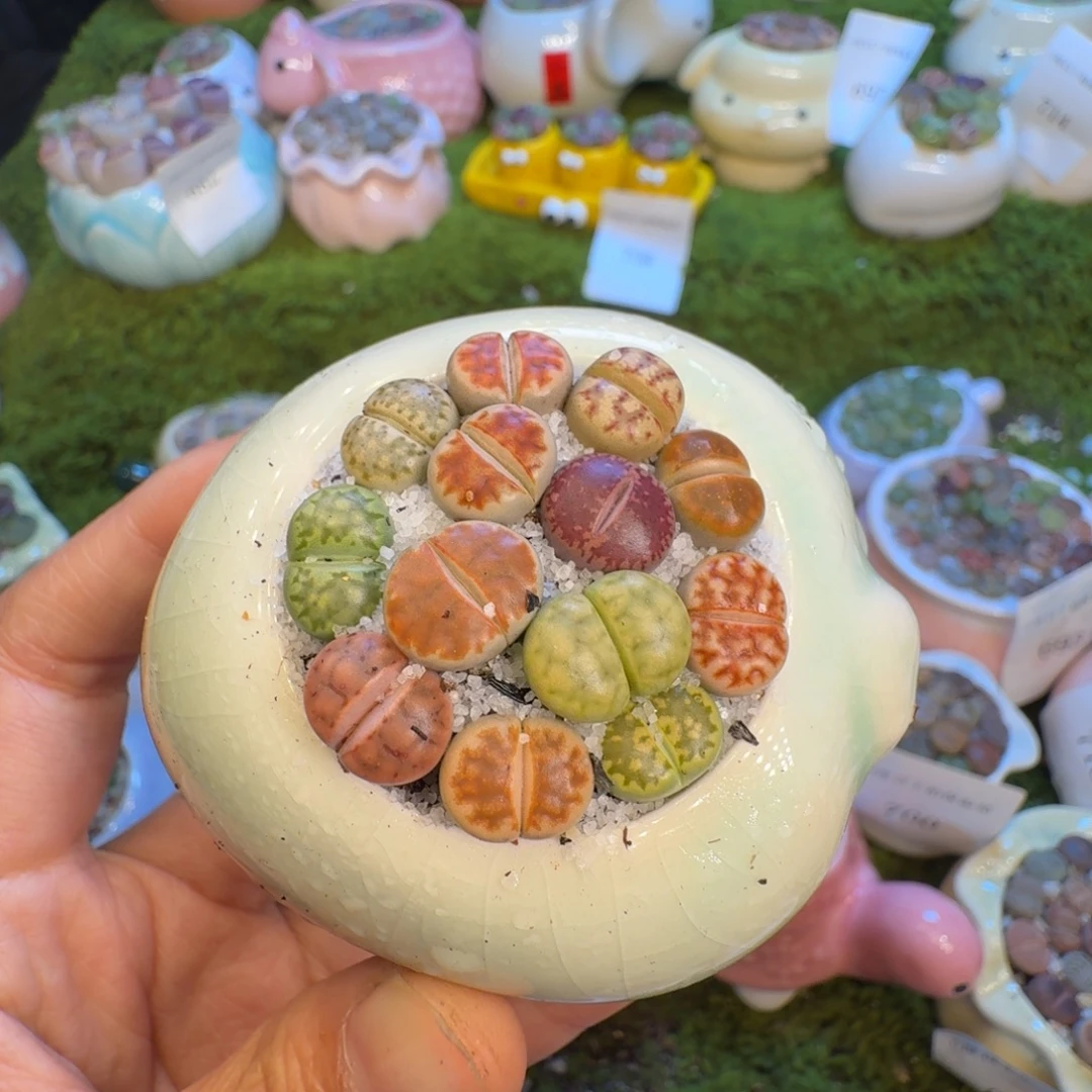 多肉植物福利冲726