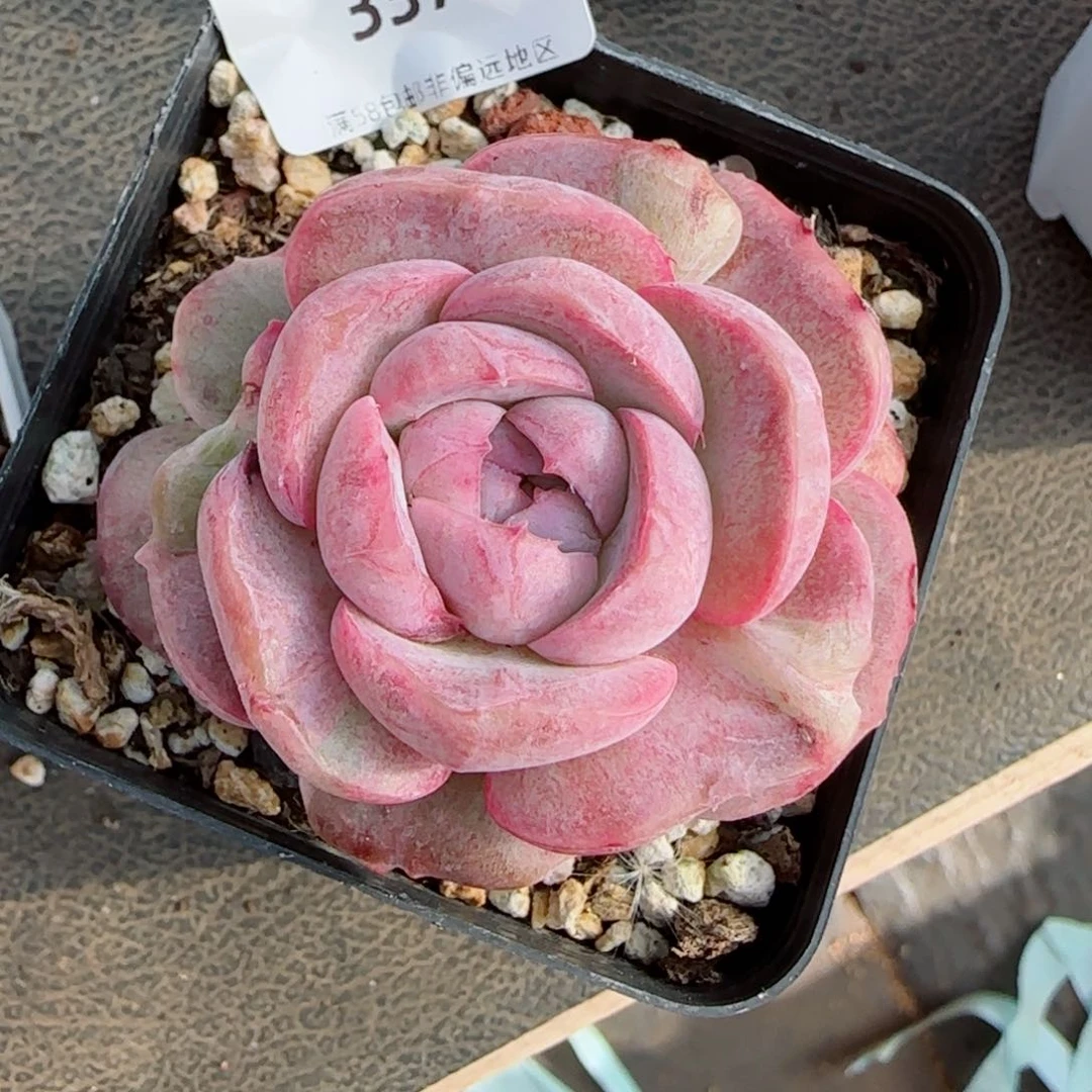 孤品石化，3371多肉植物