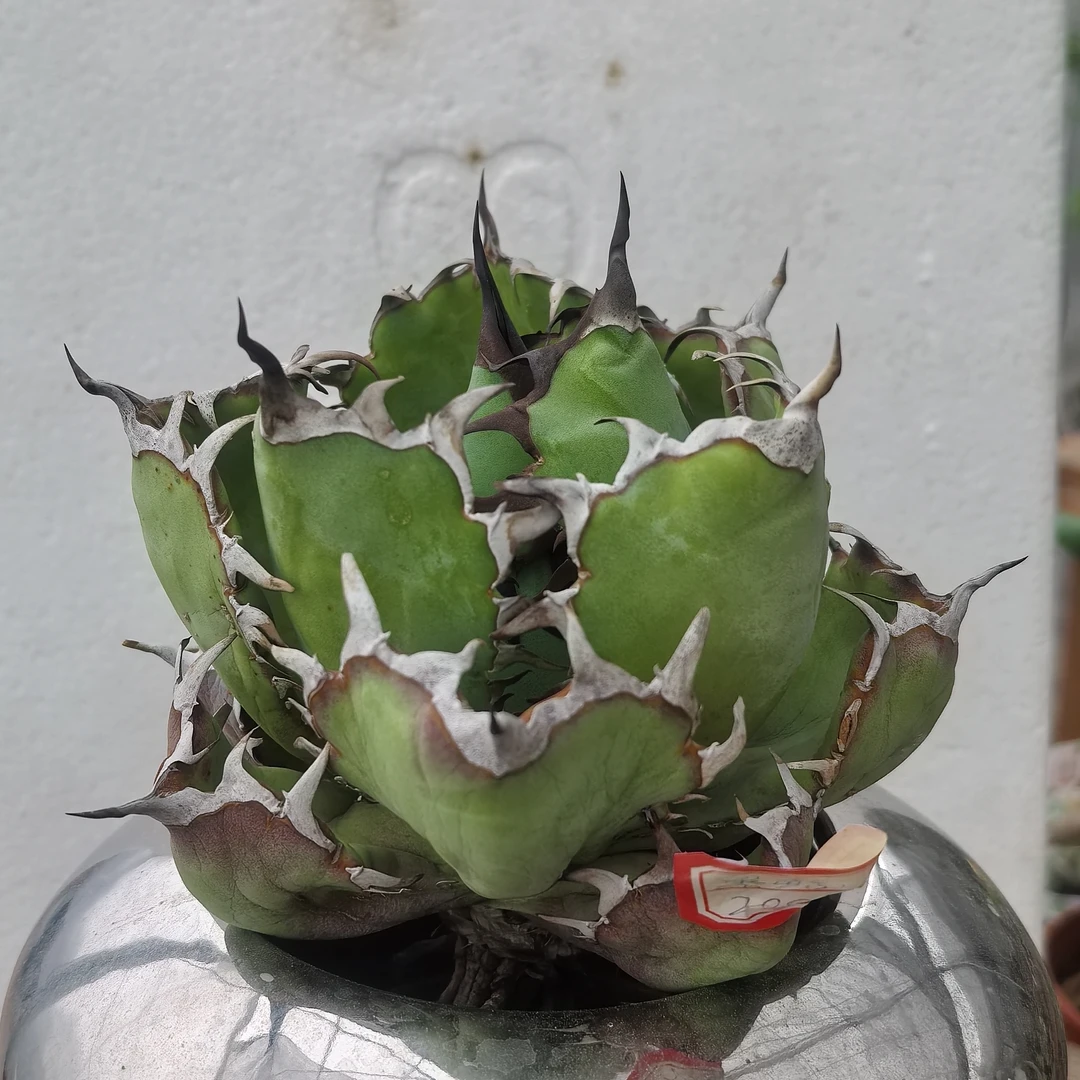 黑鲸仁王冠龙舌兰一物一拍潮流块根仙人球植物