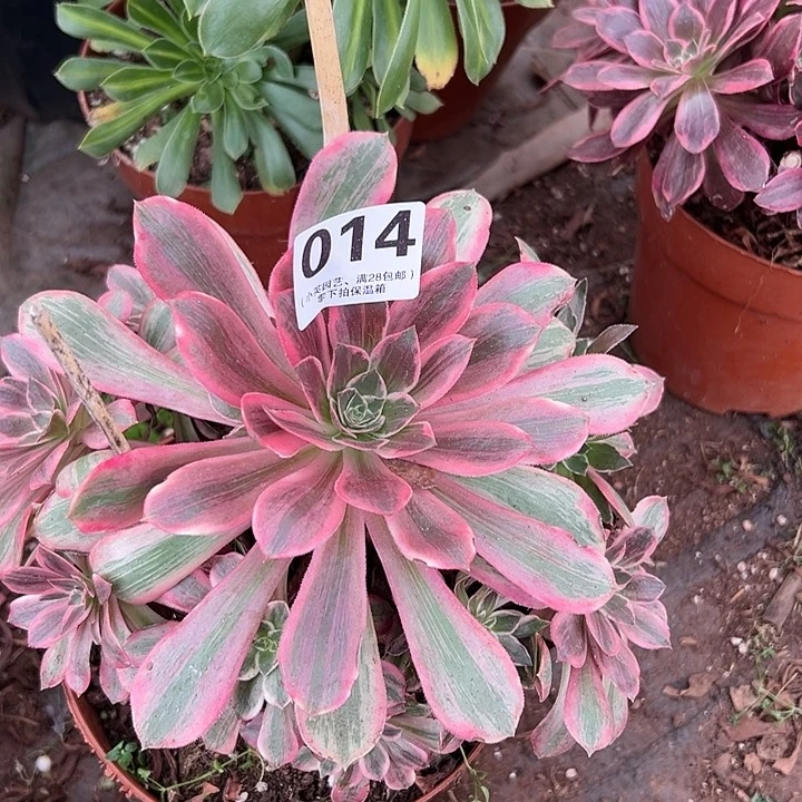 014多肉植物浣纱
