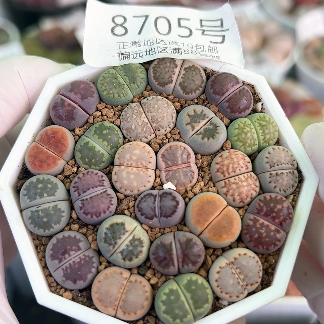 8705三年彩饼干24颗1.2cm左右