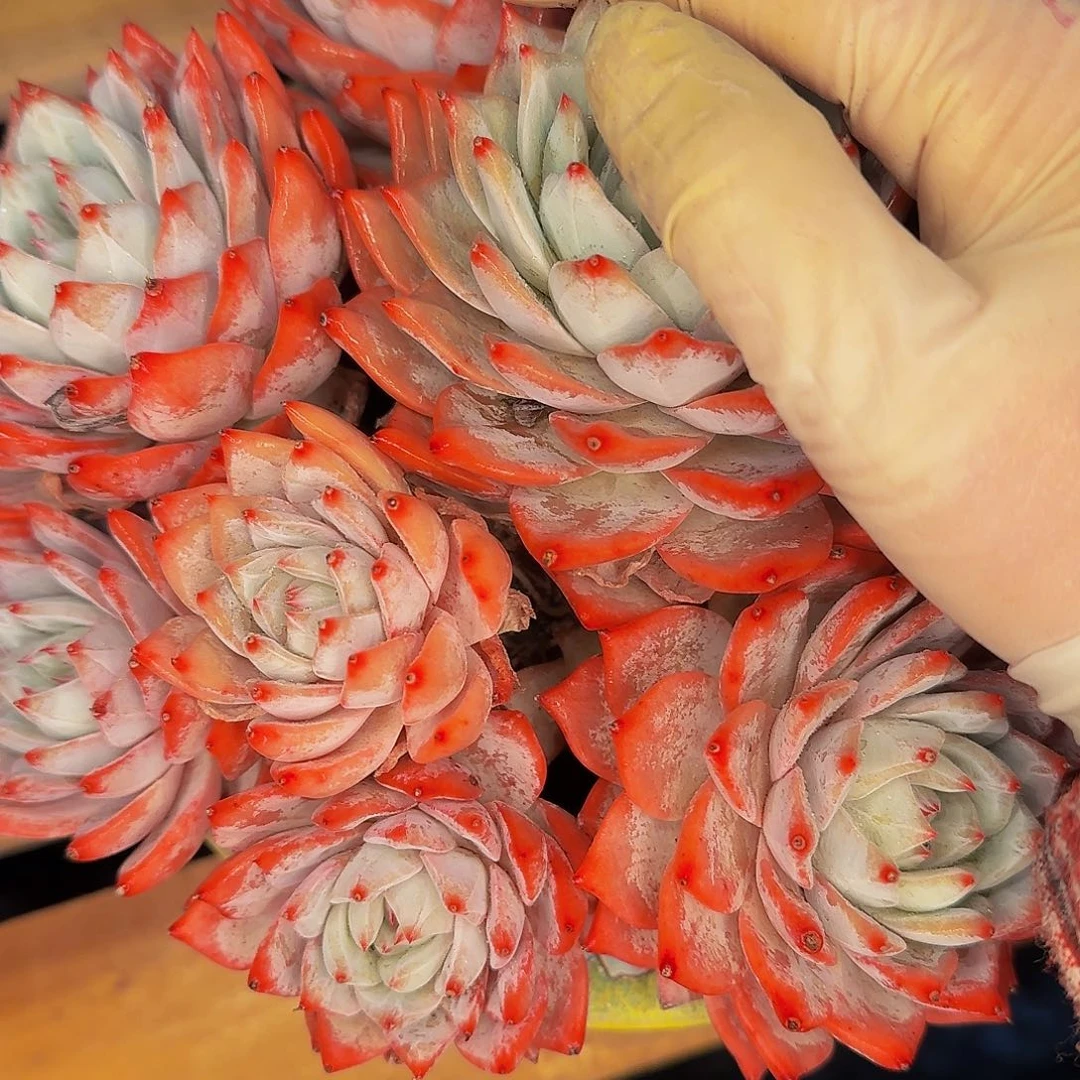 薯*吖红红火火啦啦啦啦咯哦我