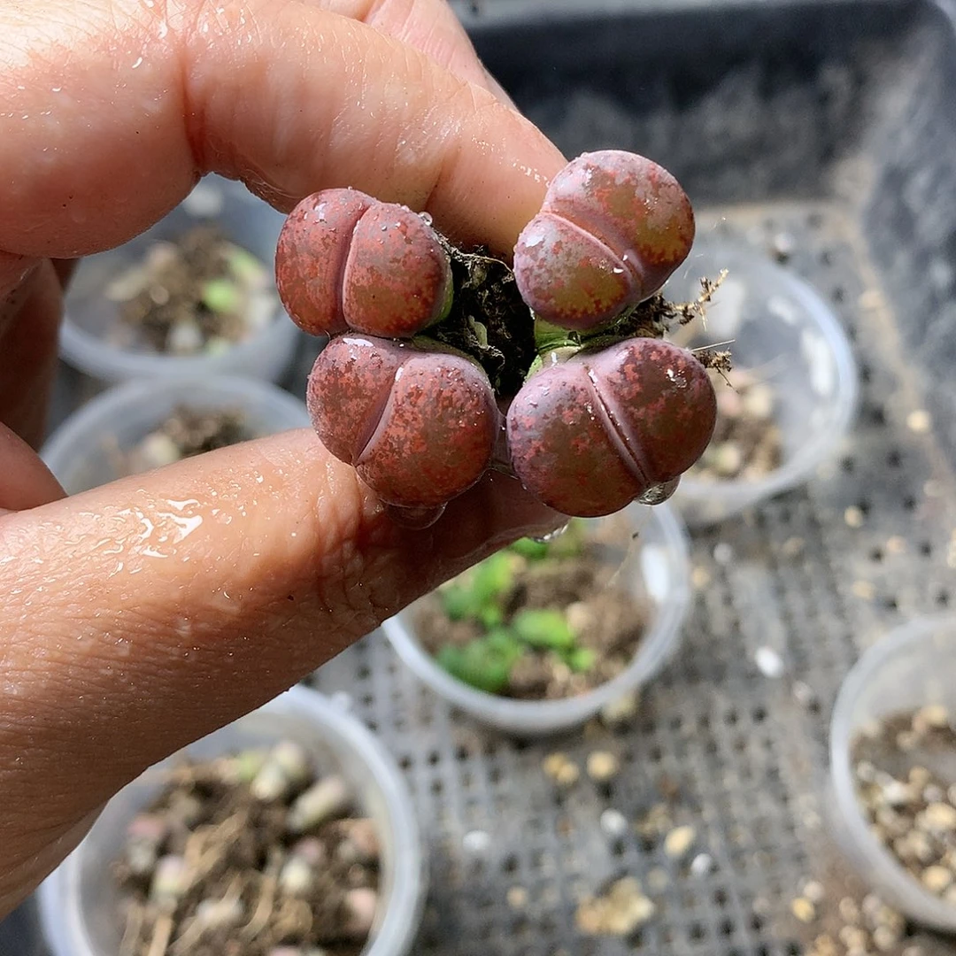 Y91多肉植物保护研究所