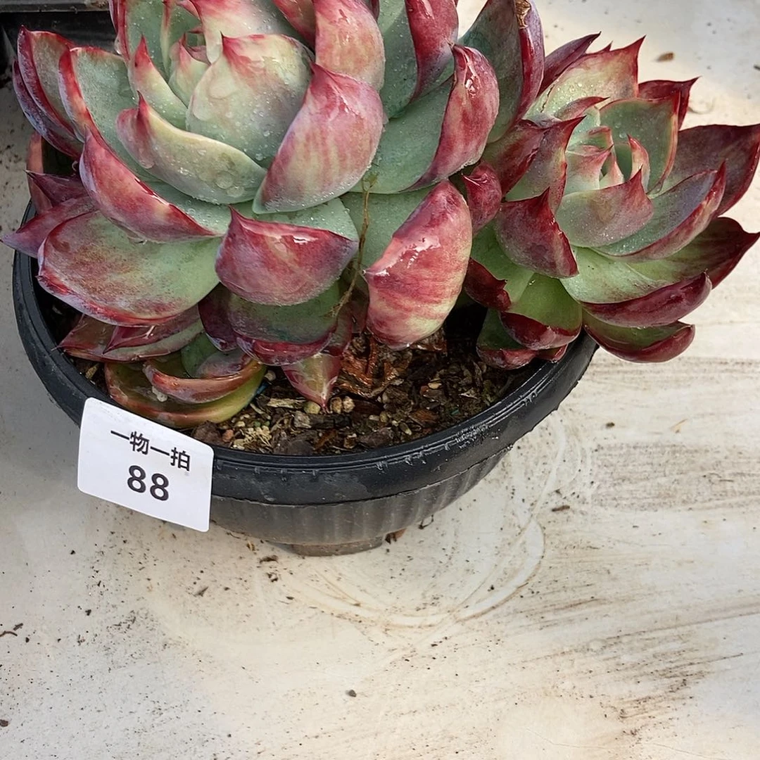 88 一物一拍不退不换