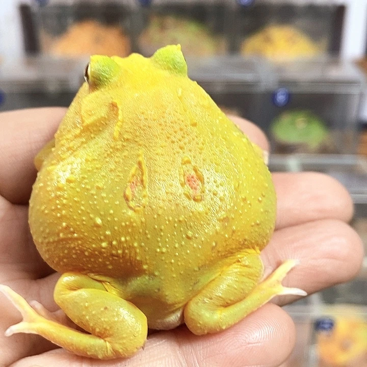 角蛙697号超级皮卡丘五厘米