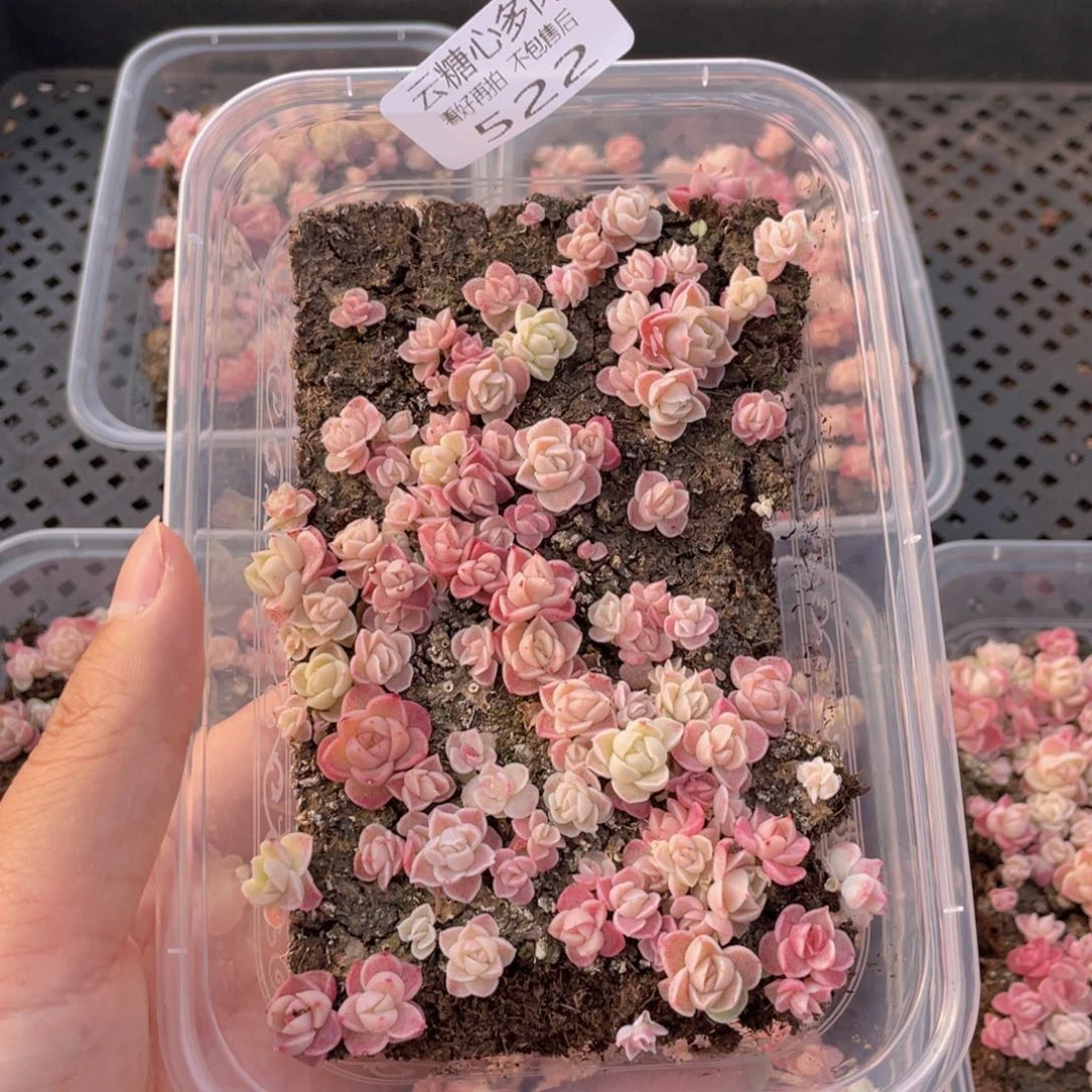 云糖心多肉植物522