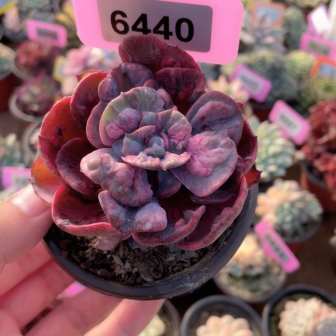 雨滴锦6440号多肉