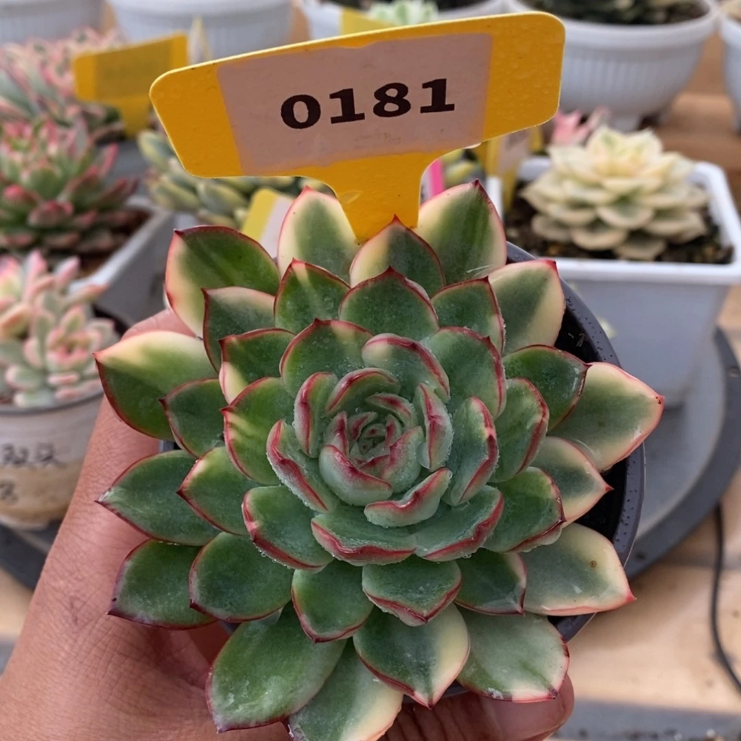 0181雨燕座哈哈哈哈哈