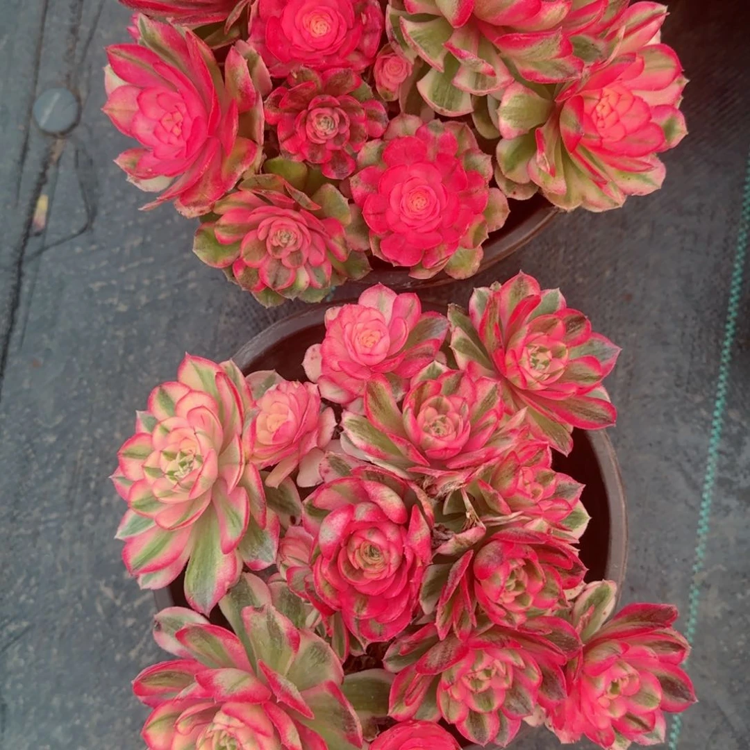 无**欢5468两颗多肉多肉