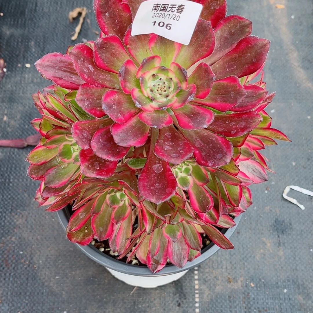 一物一拍多肉法师106