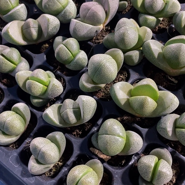 小元宝1.5带土发